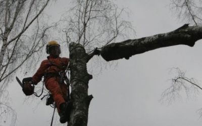 Спил и вырубка аварийных и гнилых деревьев - Нижний Новгород, цены, предложения специалистов